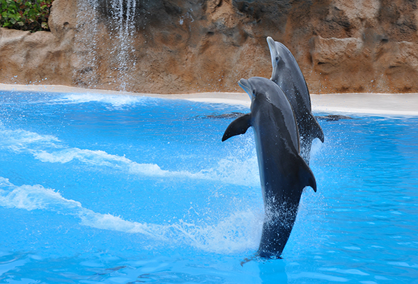 Dolphin show!